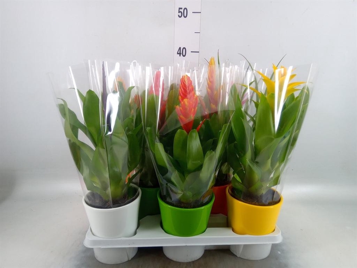 <h4>Bromelia ...mix</h4>