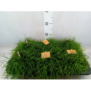 Rhipsalis   ...