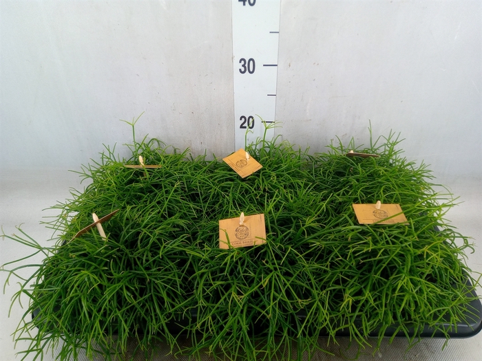<h4>Rhipsalis   ...</h4>
