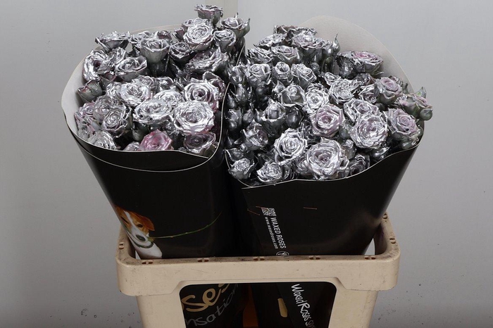 <h4>R Tr Wx Zilver</h4>