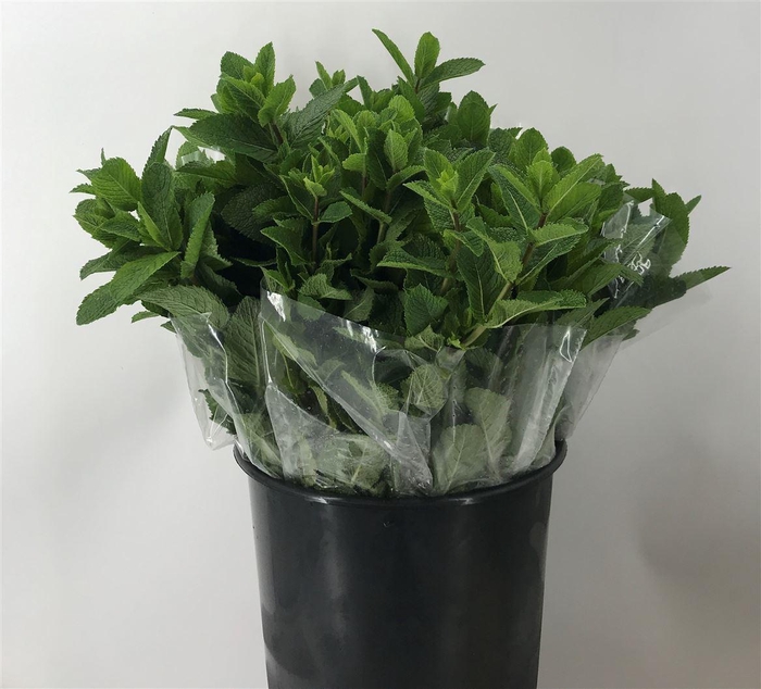 <h4>Ment Fresh Sensation</h4>