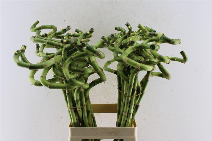 <h4>Drac S Lucky Bamboo</h4>