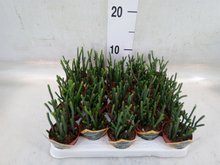 <h4>Crassula   ...</h4>