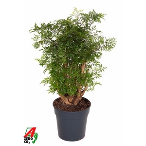 Polyscias fruticosa