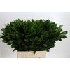 Ruscus Hypophyllum