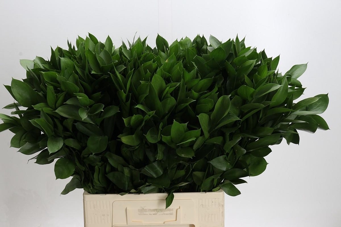 <h4>Ruscus Hypophyllum</h4>