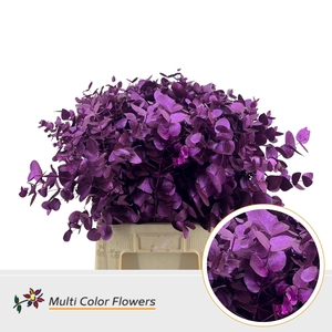 Eucalyptus cinerea Metallic Erica