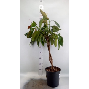 Ficus elastica 'Melany'