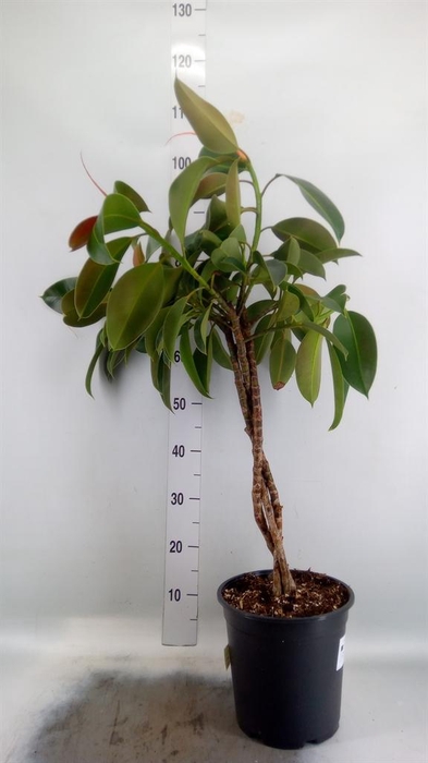 <h4>Ficus elastica 'Melany'</h4>