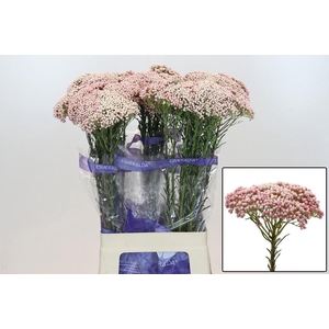 OZOTH COOKS TALL PIN