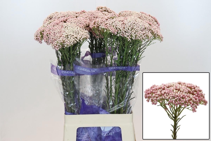 <h4>OZOTH COOKS TALL PIN</h4>