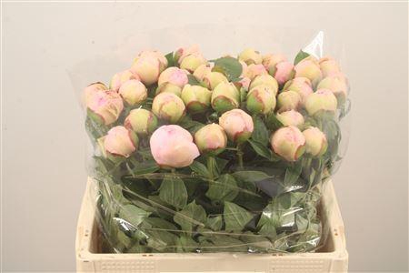 <h4>Paeo L Angel Cheeks</h4>