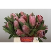 Protea Pink Ice