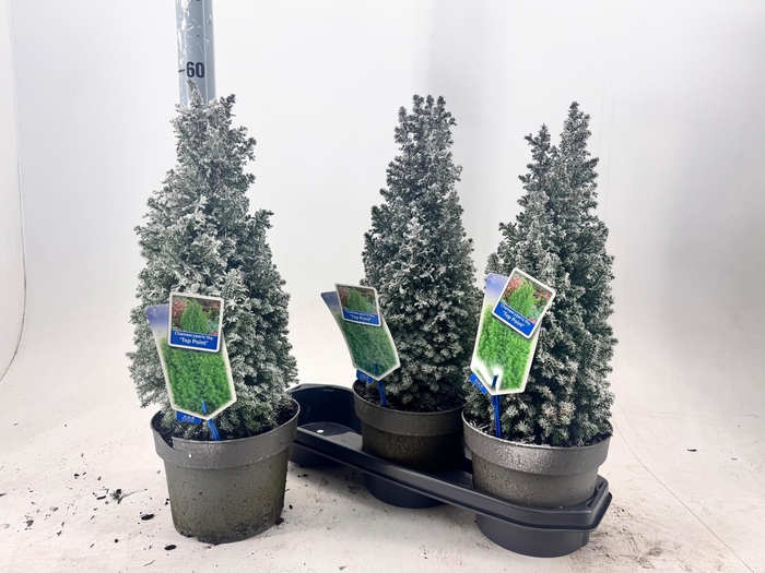 Chamaecyparis thy. Top Point 19Ø 60cm