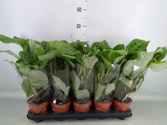 <h4>Maranta leuc. 'Kerchoveana'</h4>