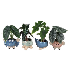 ALOCASIA MIX  P6 L 66611