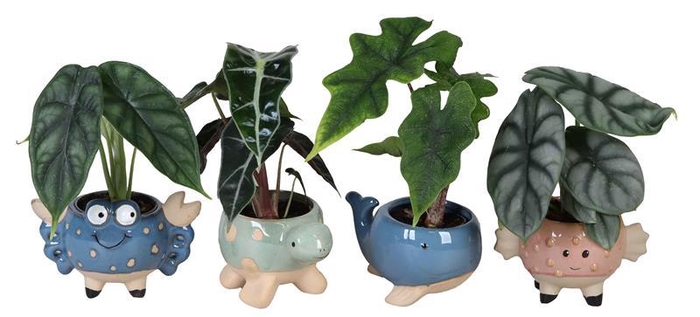 <h4>ALOCASIA MIX  P6 L 66611</h4>