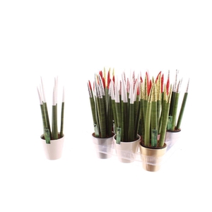 SANSEV CYLINDRICA OV