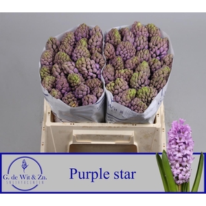 HYAC PURPLE STAR