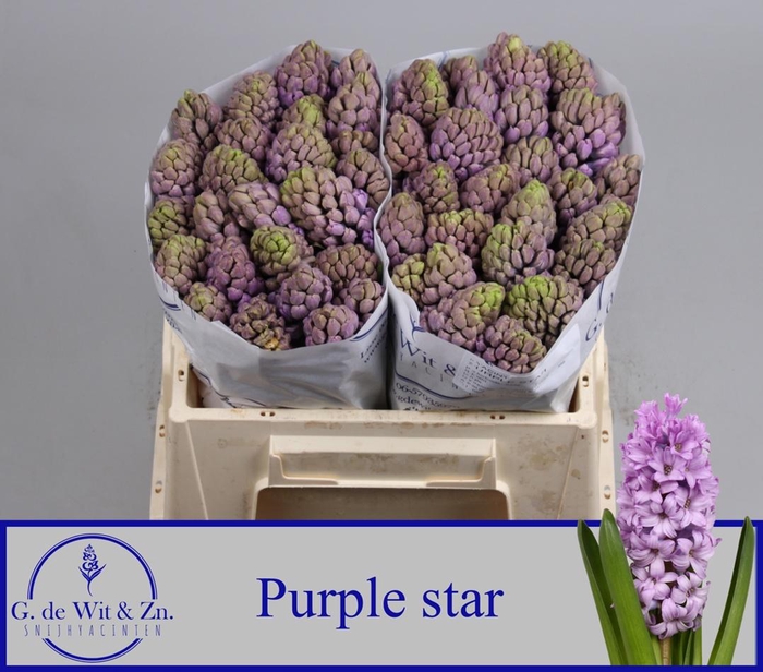 <h4>HYAC PURPLE STAR</h4>