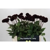 Dahlia Dark Prince