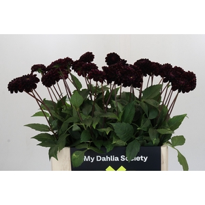 Dahlia Dark Prince