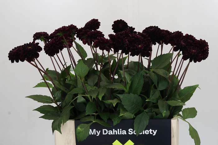 Dahlia Dark Prince
