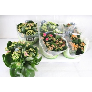 Kalanchoe bl Calandiva mix 15Ø 24cm