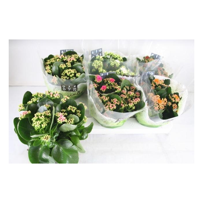 <h4>Kalanchoe bl Calandiva mix 15Ø 24cm</h4>