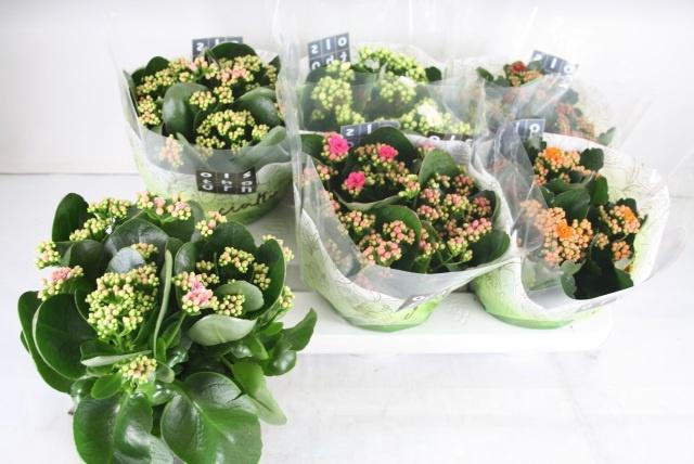 Kalanchoe bl Calandiva mix 15Ø 24cm