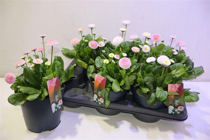 <h4>arr8 Bellis Tasso Str+cre</h4>