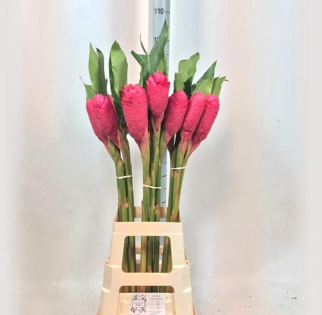 <h4>ALPINIA PURPURATA</h4>