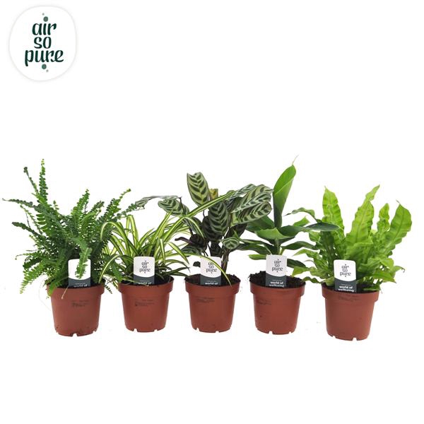 <h4>Air so pure mix VDE</h4>
