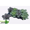 Brassica (sierkool)