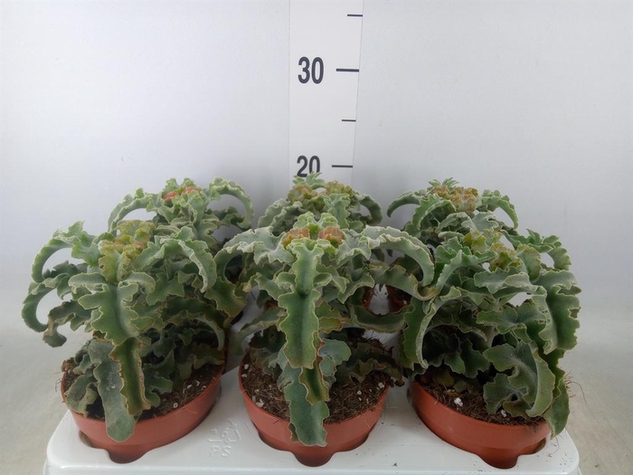 <h4>Kalanchoe NF   ...</h4>