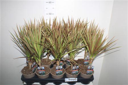 <h4>Dra Marg Bicolor</h4>