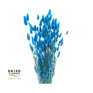 Dried Bleached Lagurus Light Blue 100gr