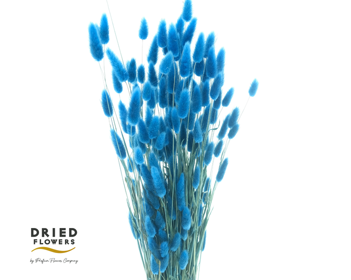 <h4>Dried Bleached Lagurus Blue 100gr</h4>