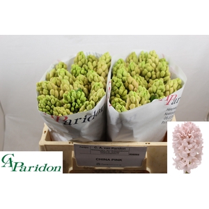 HYAC CHINA PINK