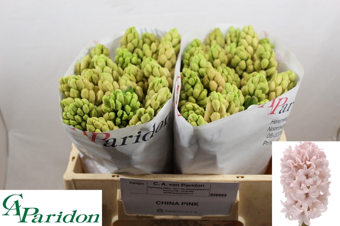 <h4>HYAC CHINA PINK</h4>