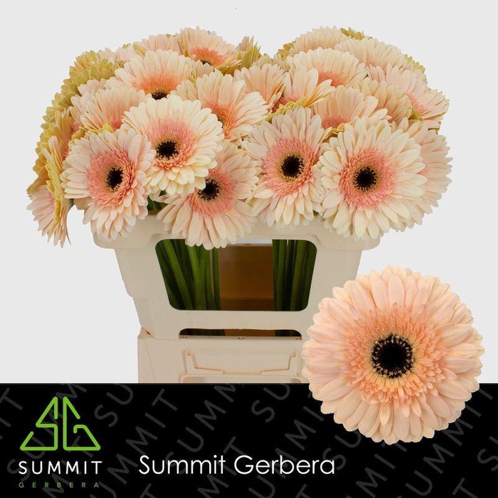 <h4>Gerbera Cafe del Mar Water x40 Lang</h4>