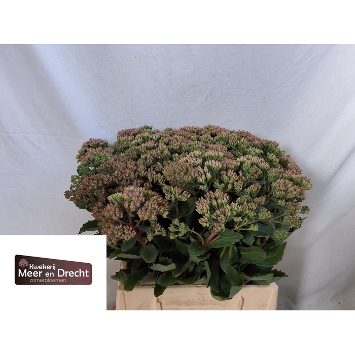 <h4>SEDUM SP CARL</h4>