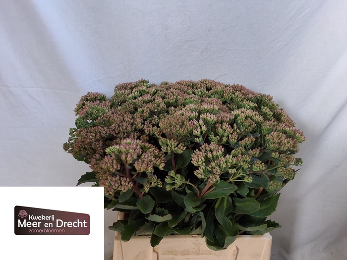 <h4>SEDUM SP CARL</h4>