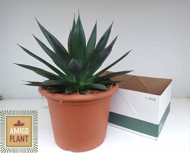 <h4>AGAV SHAKA ZULU</h4>