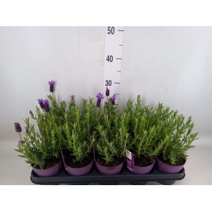 Lavandula stoec. 'Anouk'