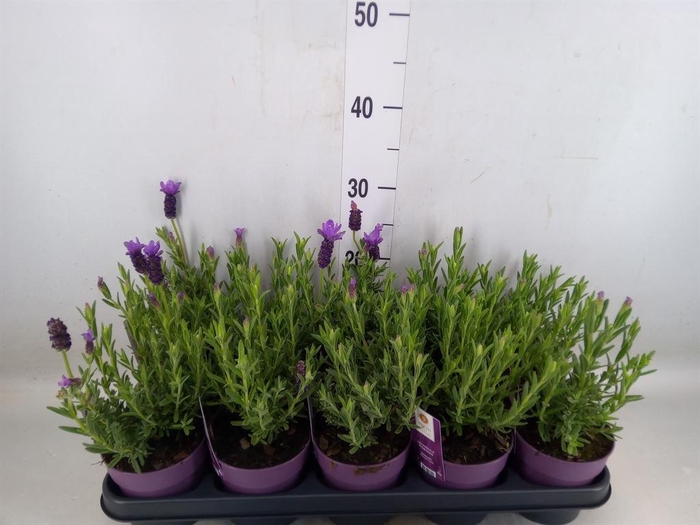 <h4>Lavandula stoec. 'Anouk'</h4>