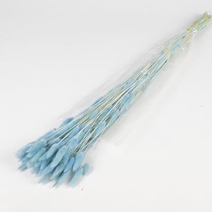 Df Lagurus Bs 50g/70cm L.blue