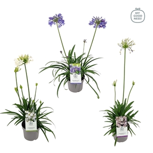 Agapanthus 30-35 /2 liter 'Mix'