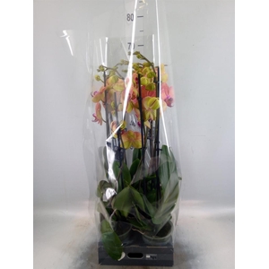 Phalaenopsis  'Golden Leopard'