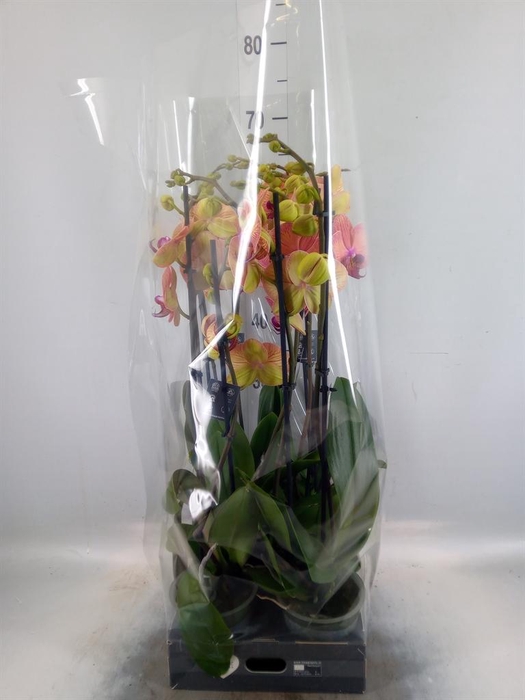 <h4>Phalaenopsis  'Golden Leopard'</h4>